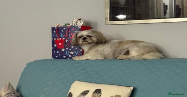Shih Tzu dogs Buster - Advert 2