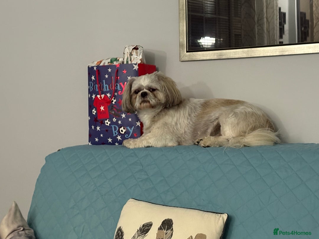 Shih Tzu dogs for stud: Buster - Advert 2