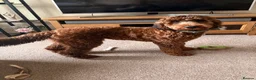 Cockapoo dogs for stud: F2 Cockapoo for Stud - Advert 2