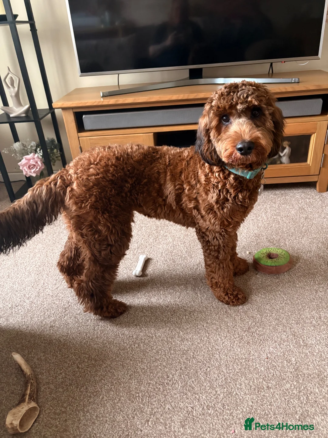 Cockapoo dogs for stud: F2 Cockapoo for Stud - Advert 2