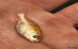 Koi Carp fish for sale: Baby koi 1-2 inches  - Image 2