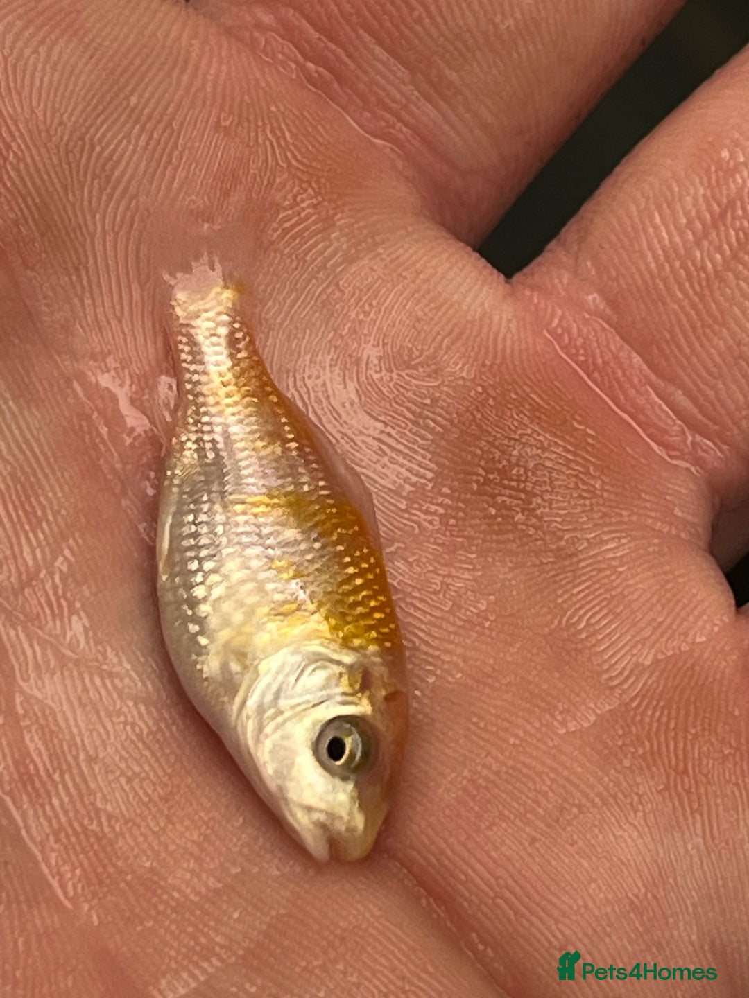 Koi Carp fish for sale: Baby koi 1-2 inches  - Image 2