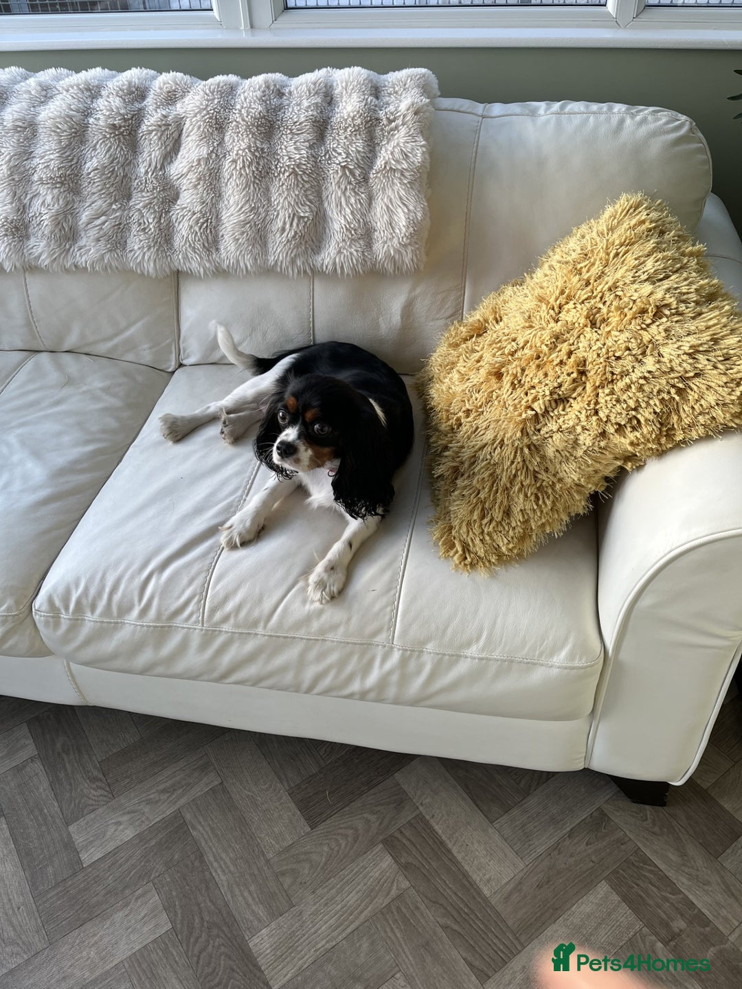 Cavalier King Charles Spaniel dogs for sale: Chocolate Carrier Tri Very Small - Advert 2