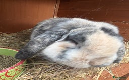 German Lop rabbits for sale: Magpie Harlequin German lop buck - Image 3