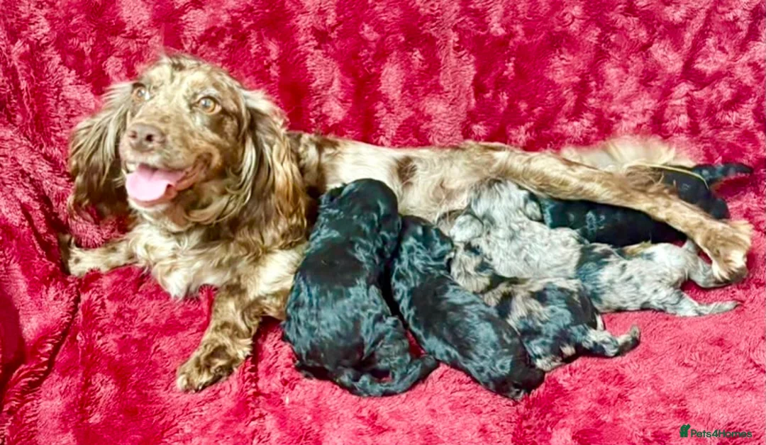 Cockapoo dogs for sale: Beautiful cockapoo pups for sale - Advert 1