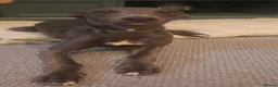 Whippet dogs for sale: 6 month old whippet puppy - Advert 9