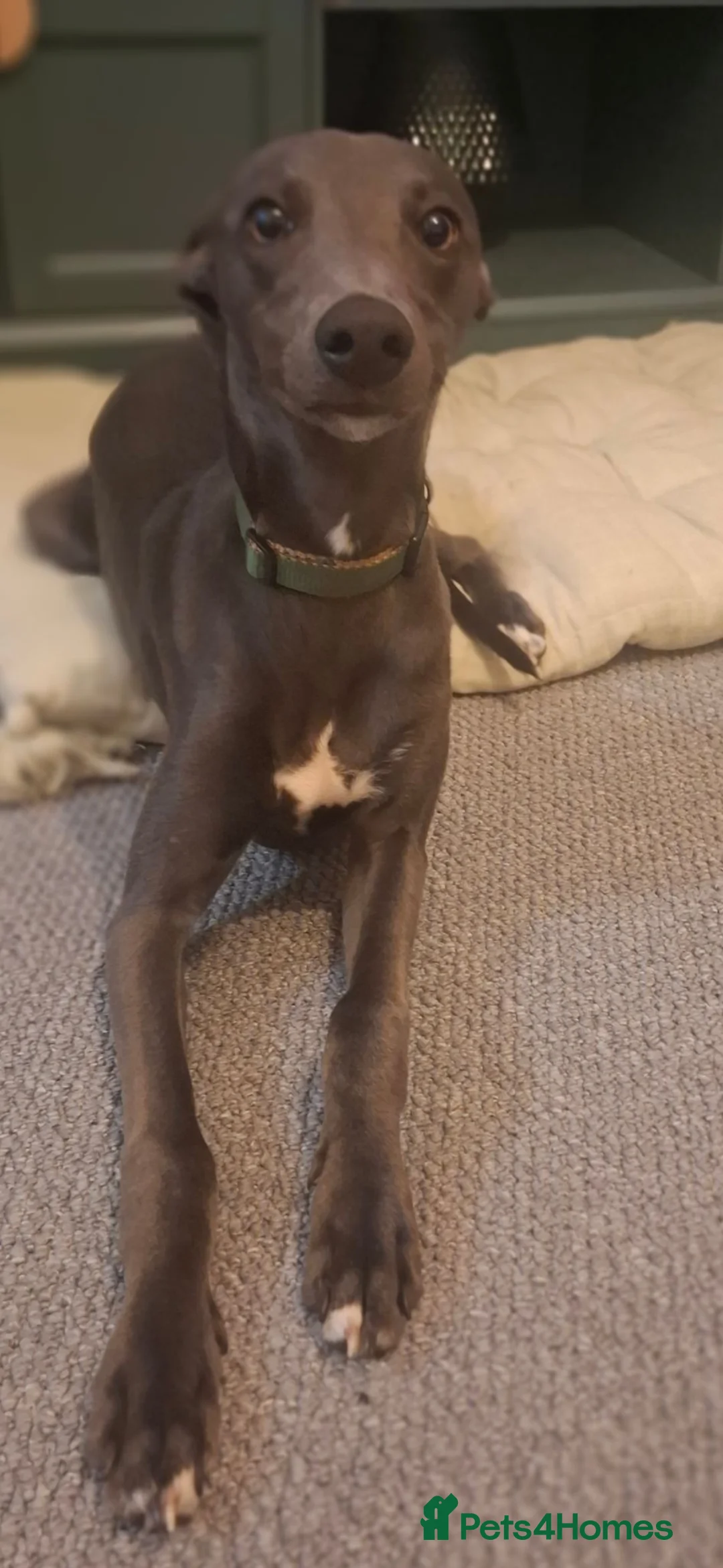 Whippet dogs for sale: 6 month old whippet puppy - Advert 9