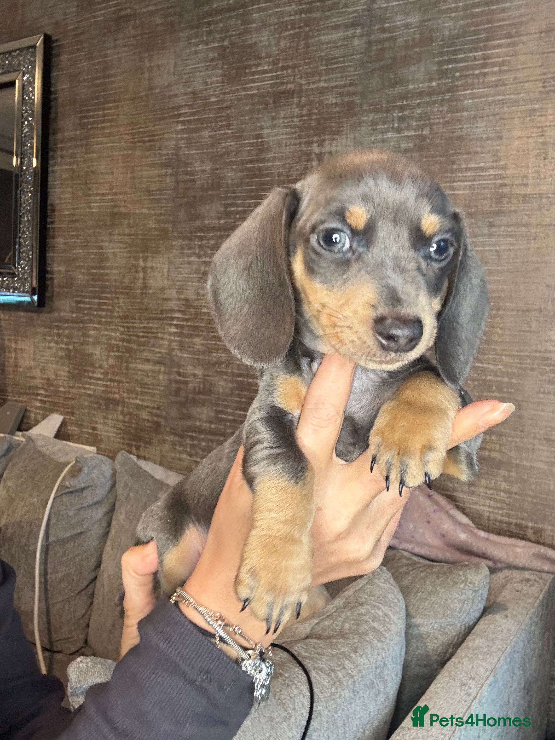 Miniature Dachshund dogs Miniature dachshund puppies  - Advert 12