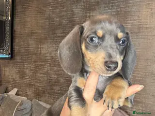 Miniature Dachshund dogs Miniature dachshund puppies - Advert 12