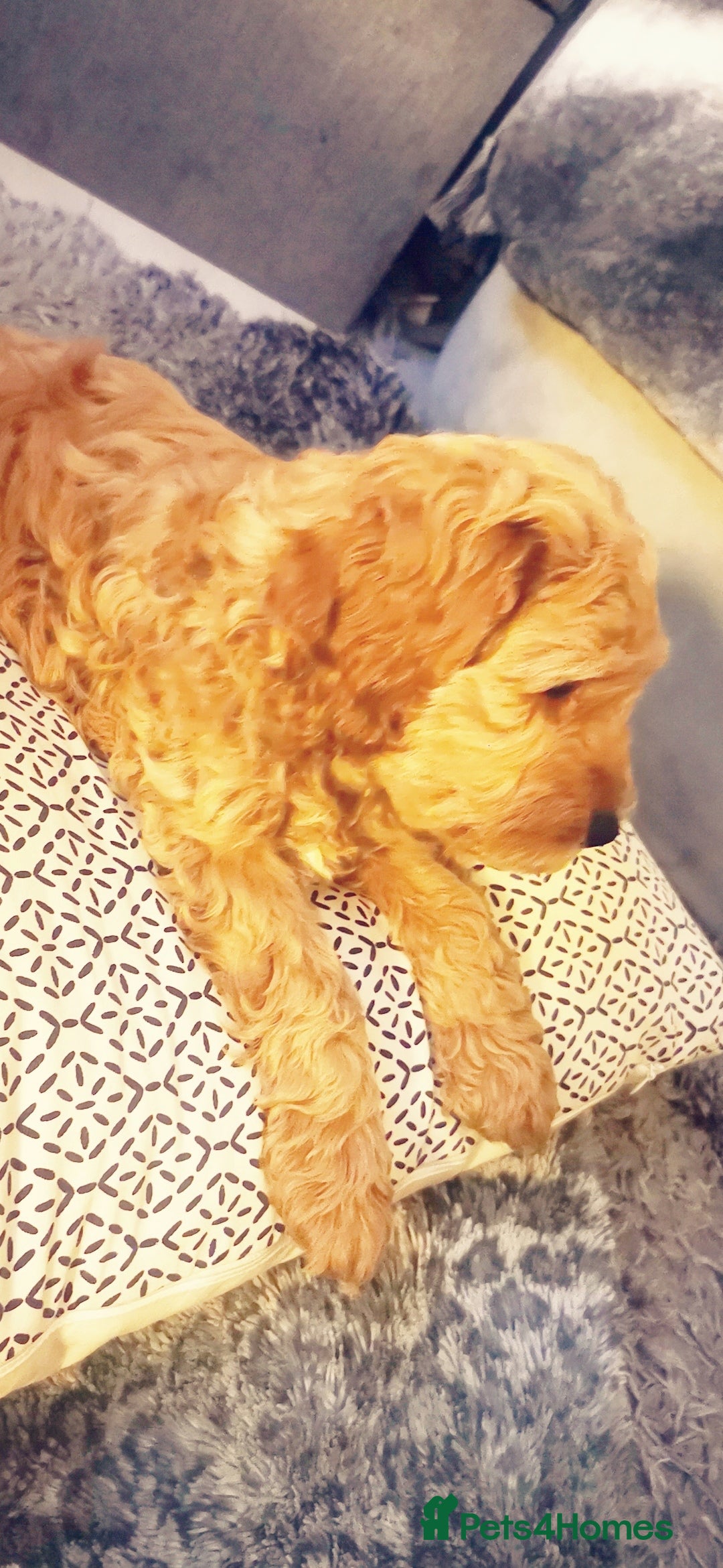 Cockapoo dogs for sale: 9 week old cocokerpoo - Advert 6