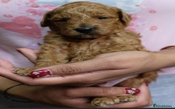 Toy Poodle dogs for sale: Gorgeous KC registered Red Toy Poodle pups - Image 7