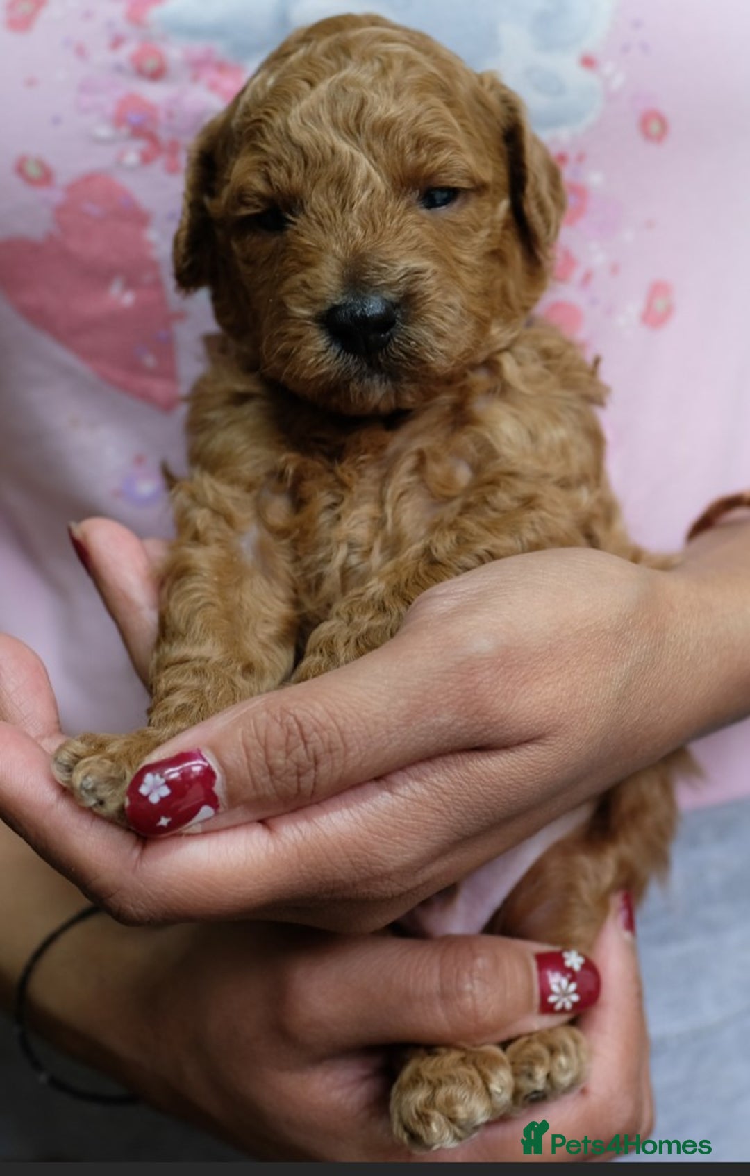 Toy Poodle dogs for sale: Gorgeous KC registered Red Toy Poodle pups - Image 7