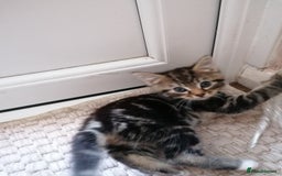 Domestic Shorthair cats for sale: Stunning kittens for sale  - Image 16