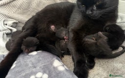 Bombay cats for sale: 5 freshly baked kittens! - Image 1