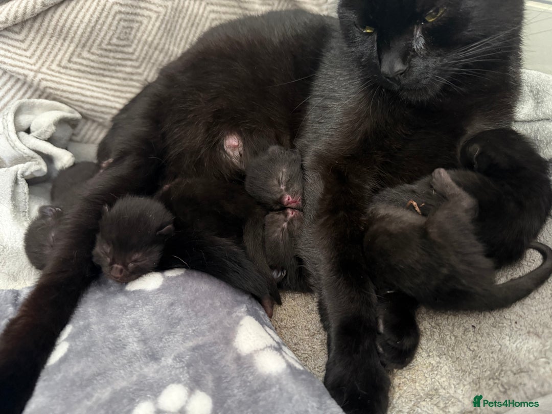 Bombay cats for sale: 5 freshly baked kittens! - Image 1