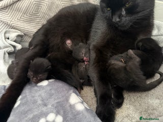 Bombay cats - Advert 9