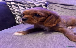 Cavalier King Charles Spaniel dogs for sale: Beautiful ruby ckcs puppies - Advert 3