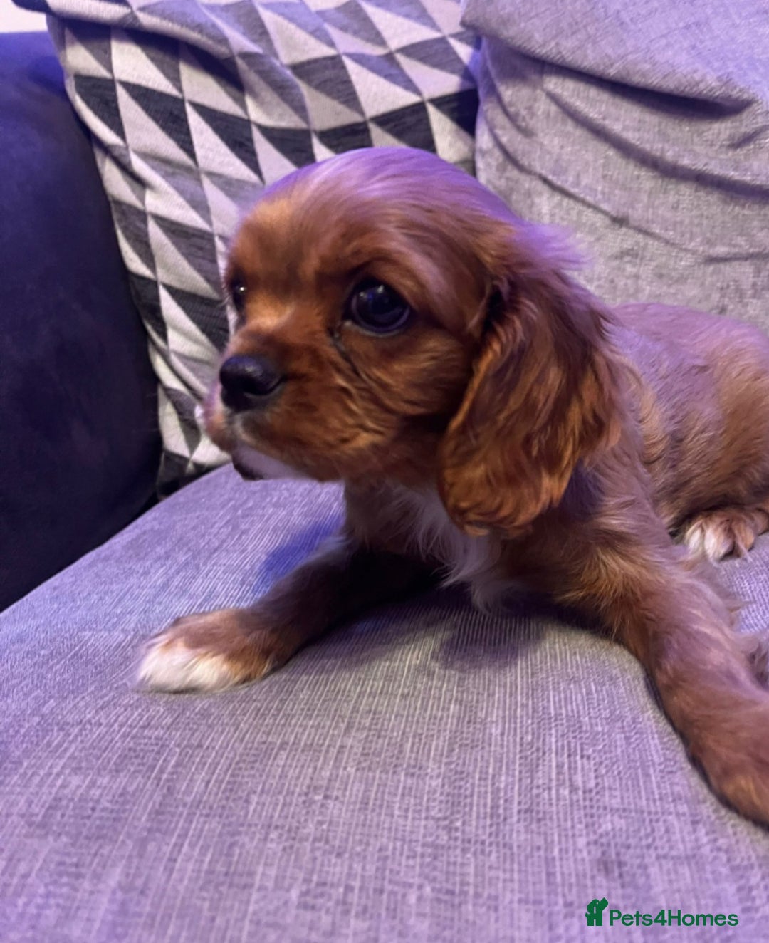 Cavalier King Charles Spaniel dogs for sale: Beautiful ruby ckcs puppies - Advert 3