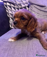 Cavalier King Charles Spaniel dogs Beautiful ruby ckcs puppies - Advert 10