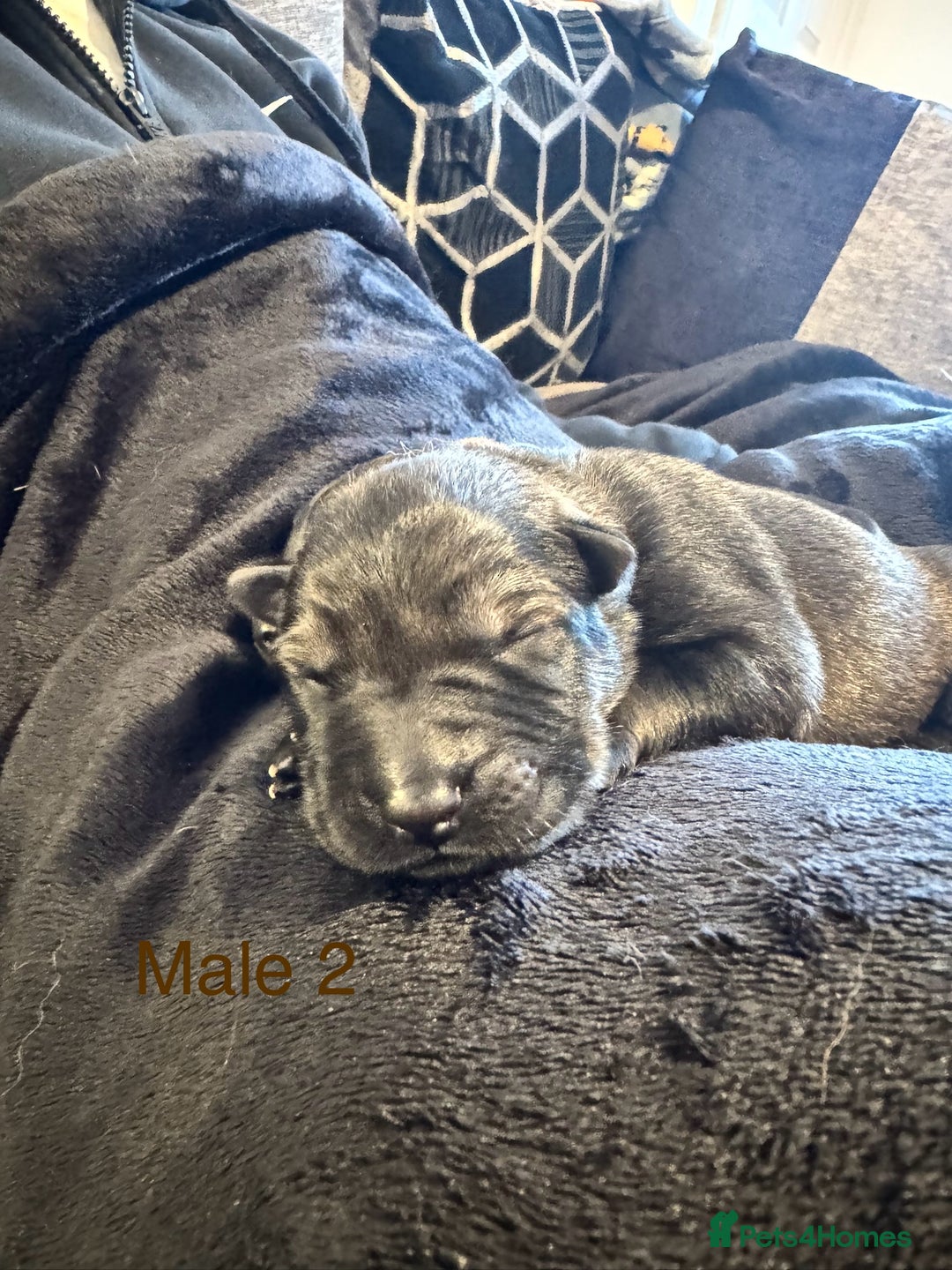 German Shepherd dogs for sale: 🧬Working Line German Shepherds, Full HealthTested - Advert 21