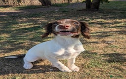 English Springer Spaniel dogs for sale: L/W PUPS,CHAMPIONSHIP WINNER TYSON,FULLY TESTED in Bristol - Image 3
