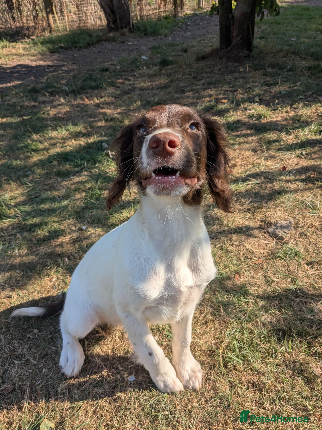 English Springer Spaniel dogs for sale: L/W PUPS,CHAMPIONSHIP WINNER TYSON,FULLY TESTED in Bristol - Image 3
