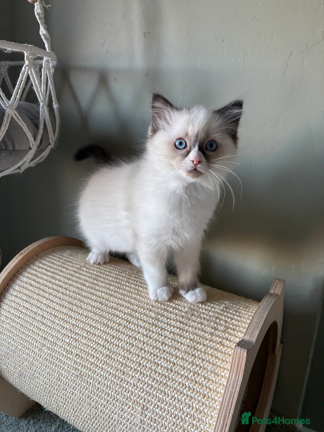 Ragdoll cats for sale: 2 boys ready now - Advert 17