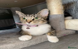 Ragdoll cats for sale: Ragdoll x Tabby Mix Kittens - Image 16