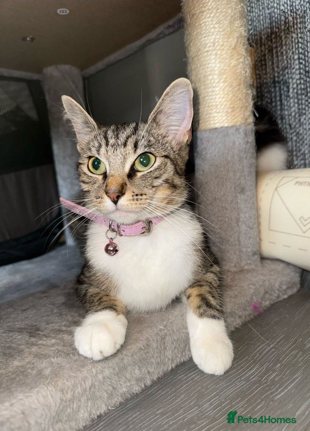 Ragdoll cats for sale: Ragdoll x Tabby Mix Kittens - Image 16
