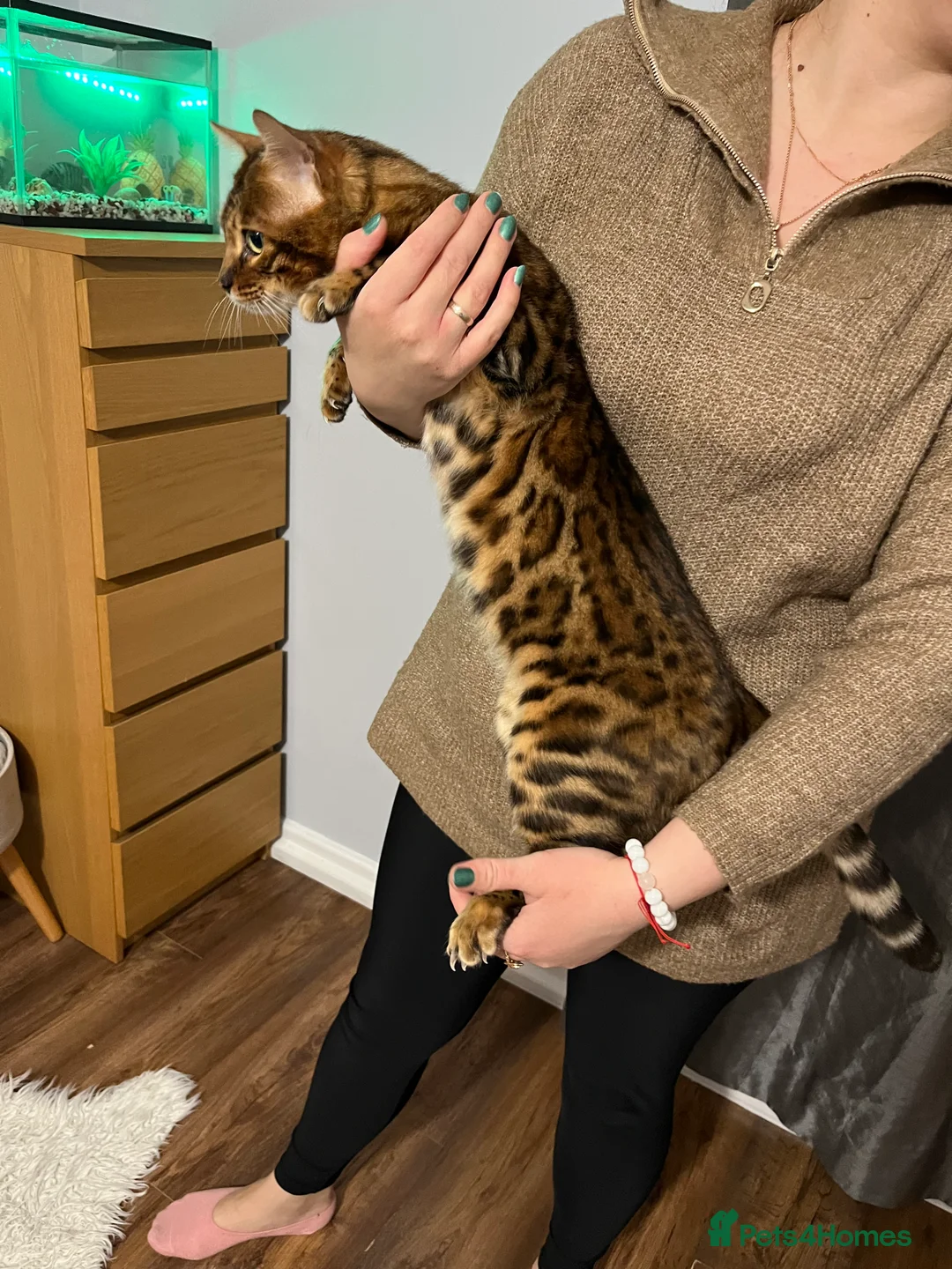 Bengal cats for stud: Adorable pure Bengal boy❤️ for stud in Purfleet - Advert 27