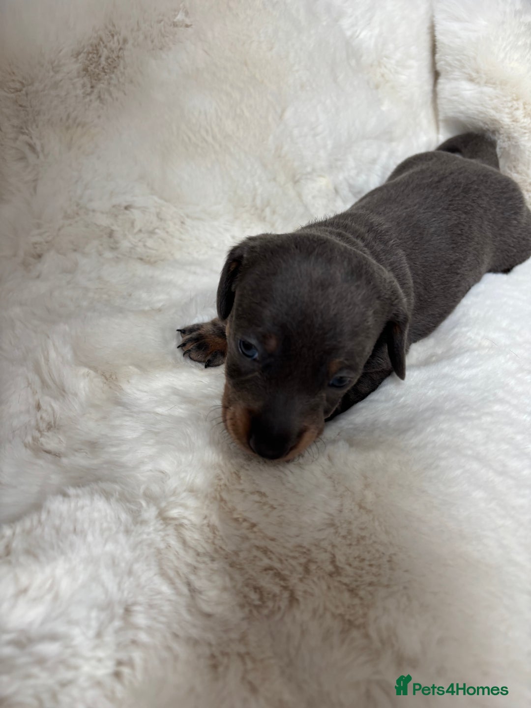 Miniature Dachshund dogs for sale: Miniature Dachshund Puppies  - Image 5