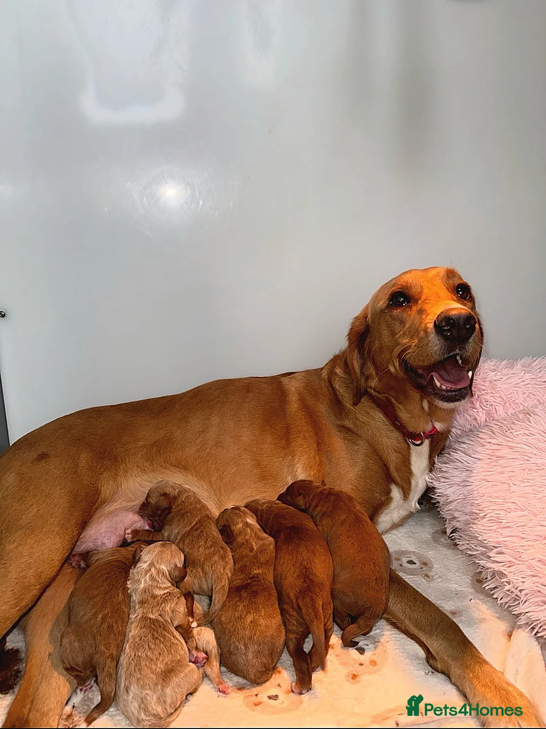 Labradoodle dogs for sale: 🧸Beautiful teddy bear F1 Labradoodles🧸  - Advert 16