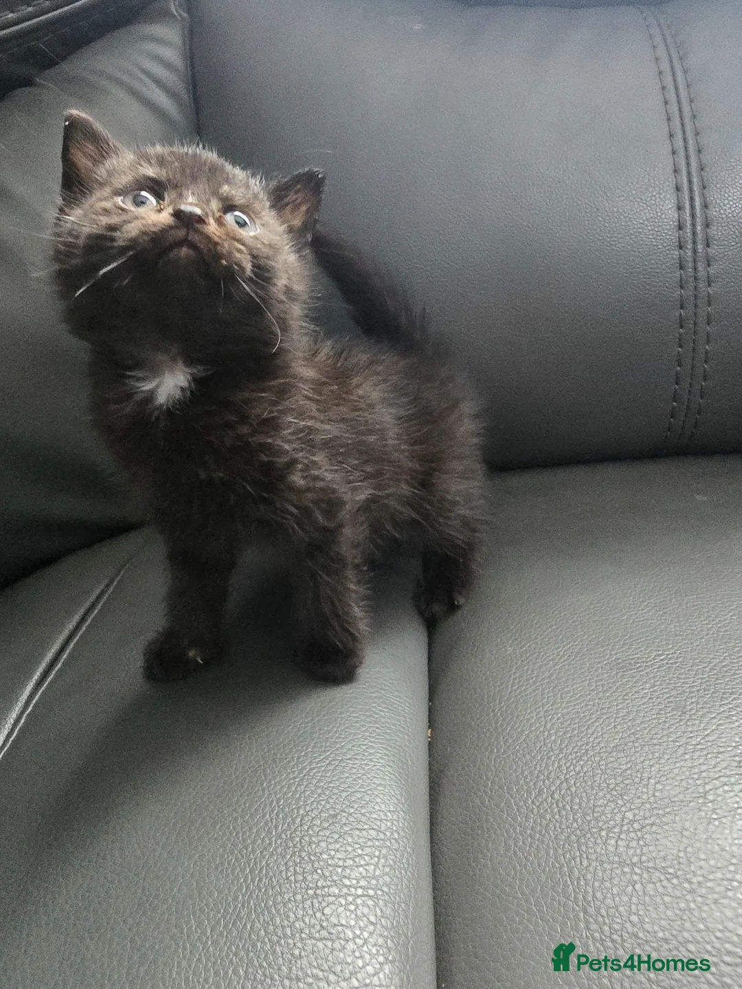 British Shorthair cats for sale: Dark chocolate british shorthair kittens  - Advert 3