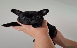 French Bulldog dogs for sale: Two puppies French Bulldogs looking for new home! - Image 2