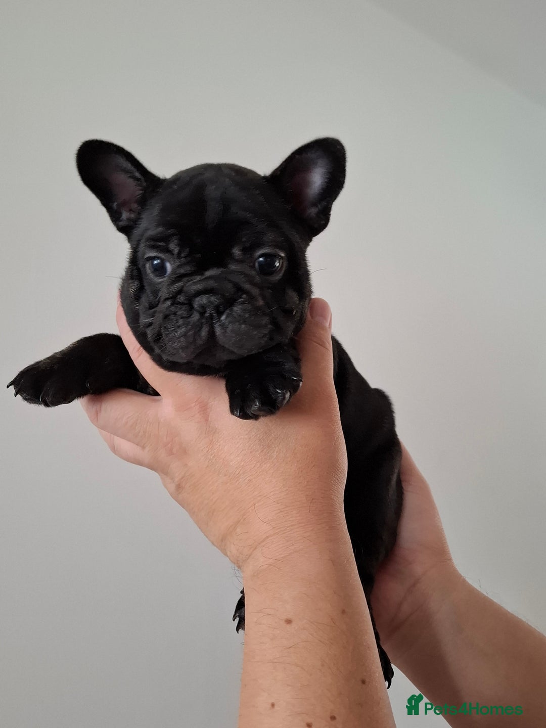 French Bulldog dogs for sale: Two puppies French Bulldogs looking for new home! - Image 2