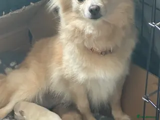Pomeranian dogs Beautiful Russian line pomperanians - Advert 1