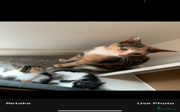 Siberian cats for sale: Two kittens  - Image 8