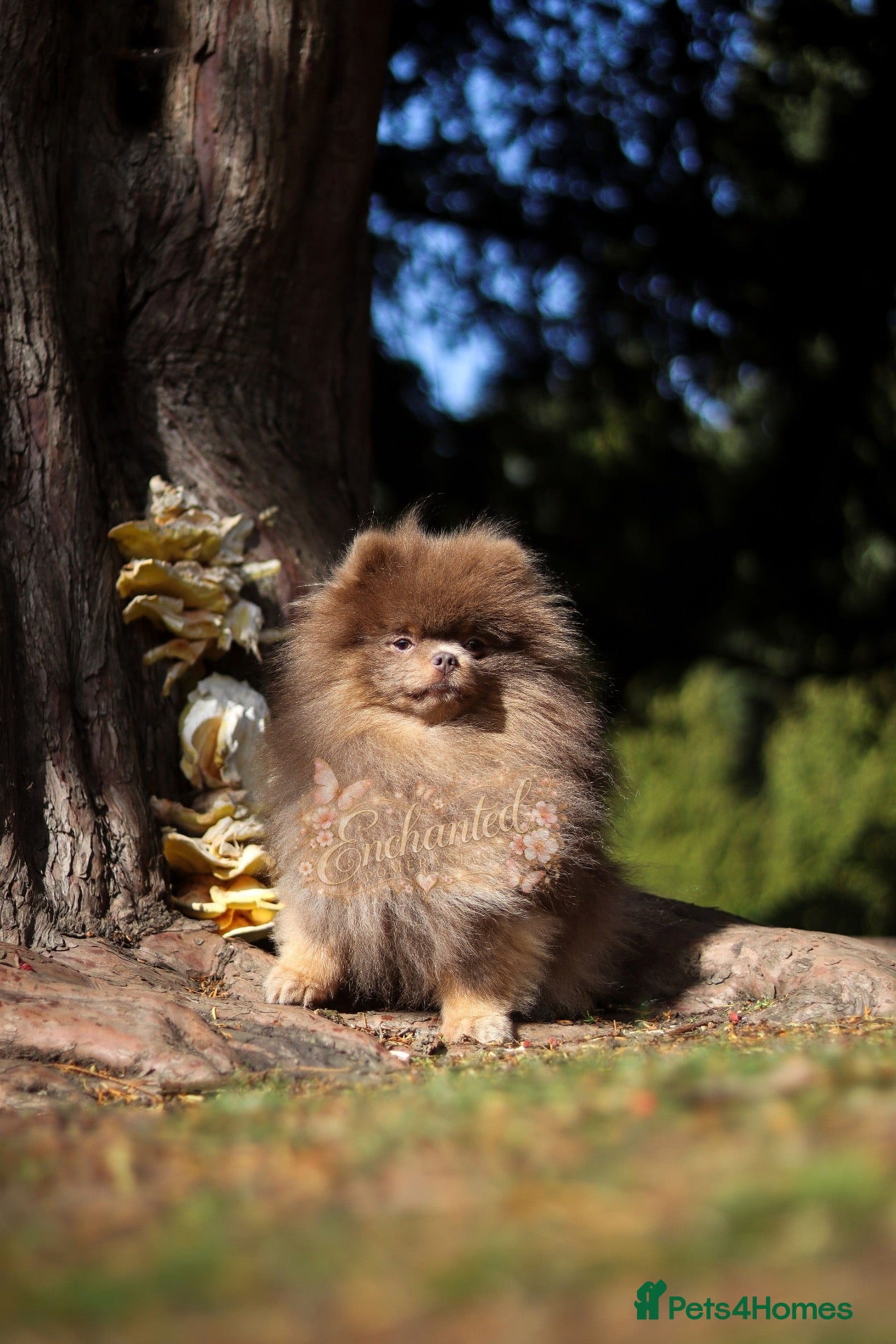 Pomeranian dogs TINY DNA Tested KC Reg Lilac & Tan Stud  - Advert 1
