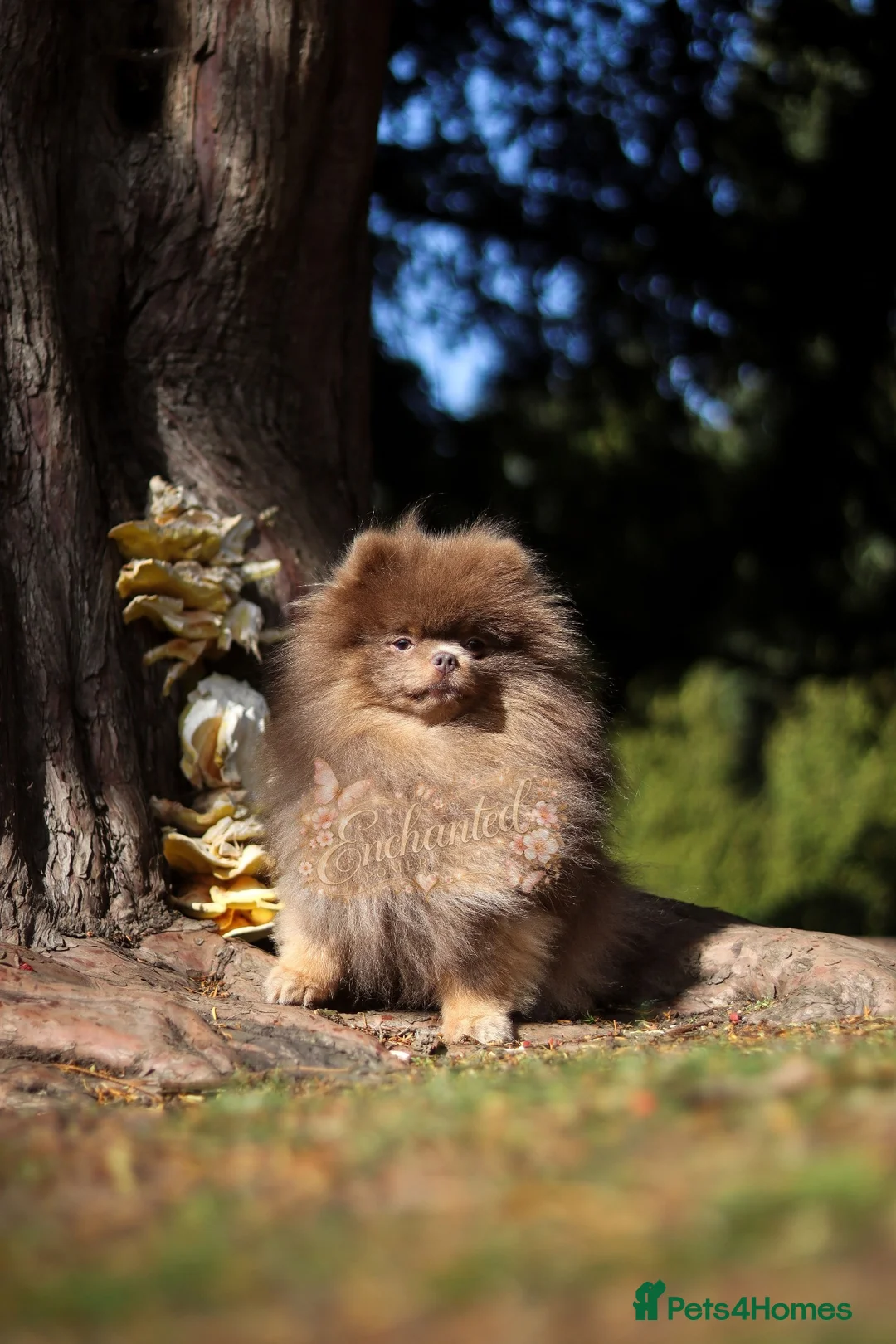 Pomeranian dogs for stud: TINY DNA Tested KC Reg Lilac & Tan Stud  - Advert 1