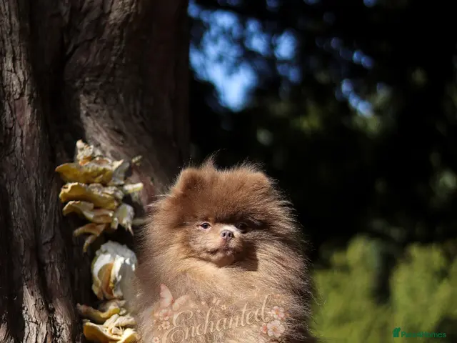 Pomeranian dogs TINY DNA Tested KC Reg Lilac & Tan Stud - Advert 1