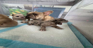 French Bulldog dogs - Advert 9