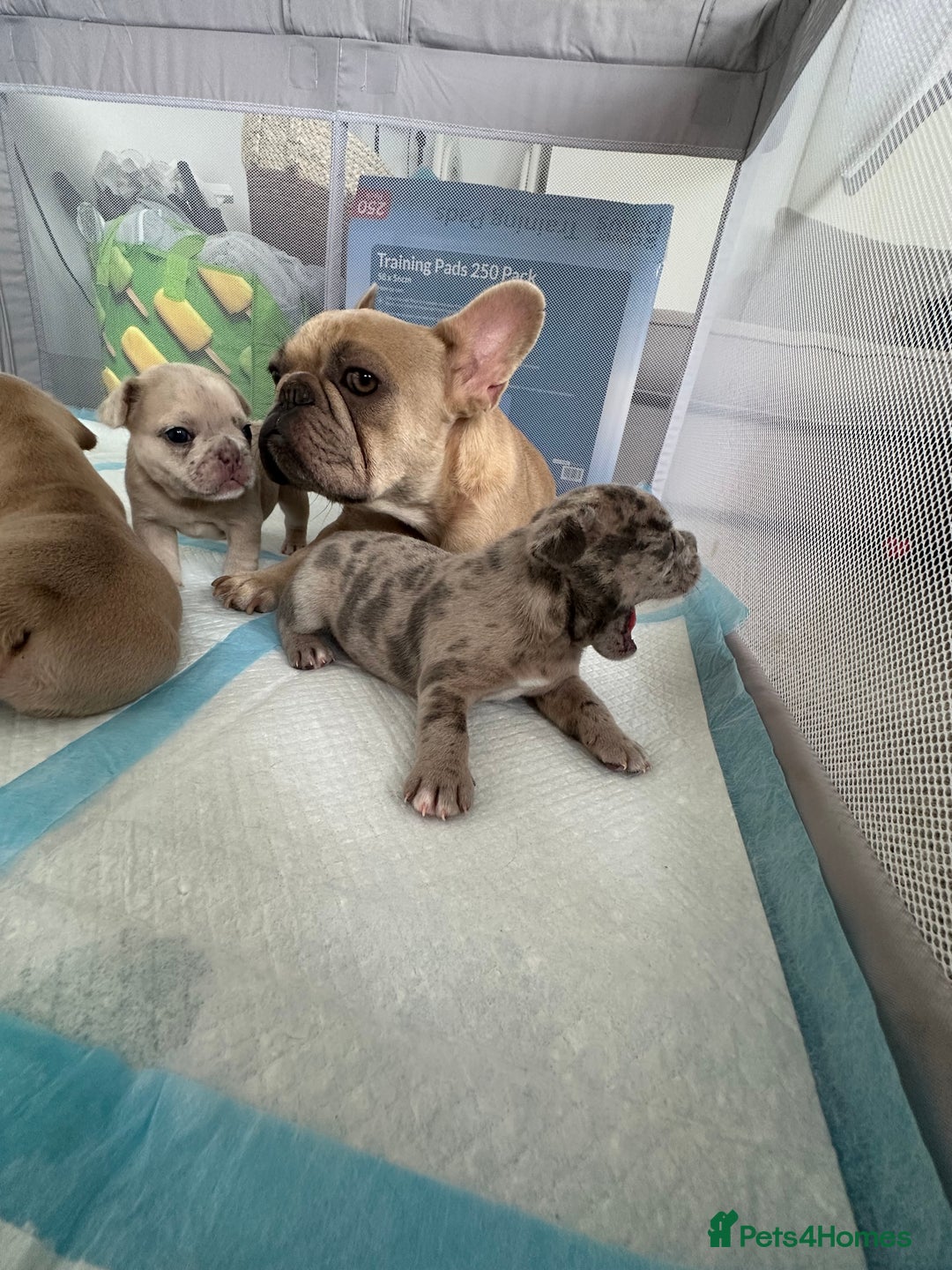 French Bulldog dogs for sale: French bulldog puppies - Image 18