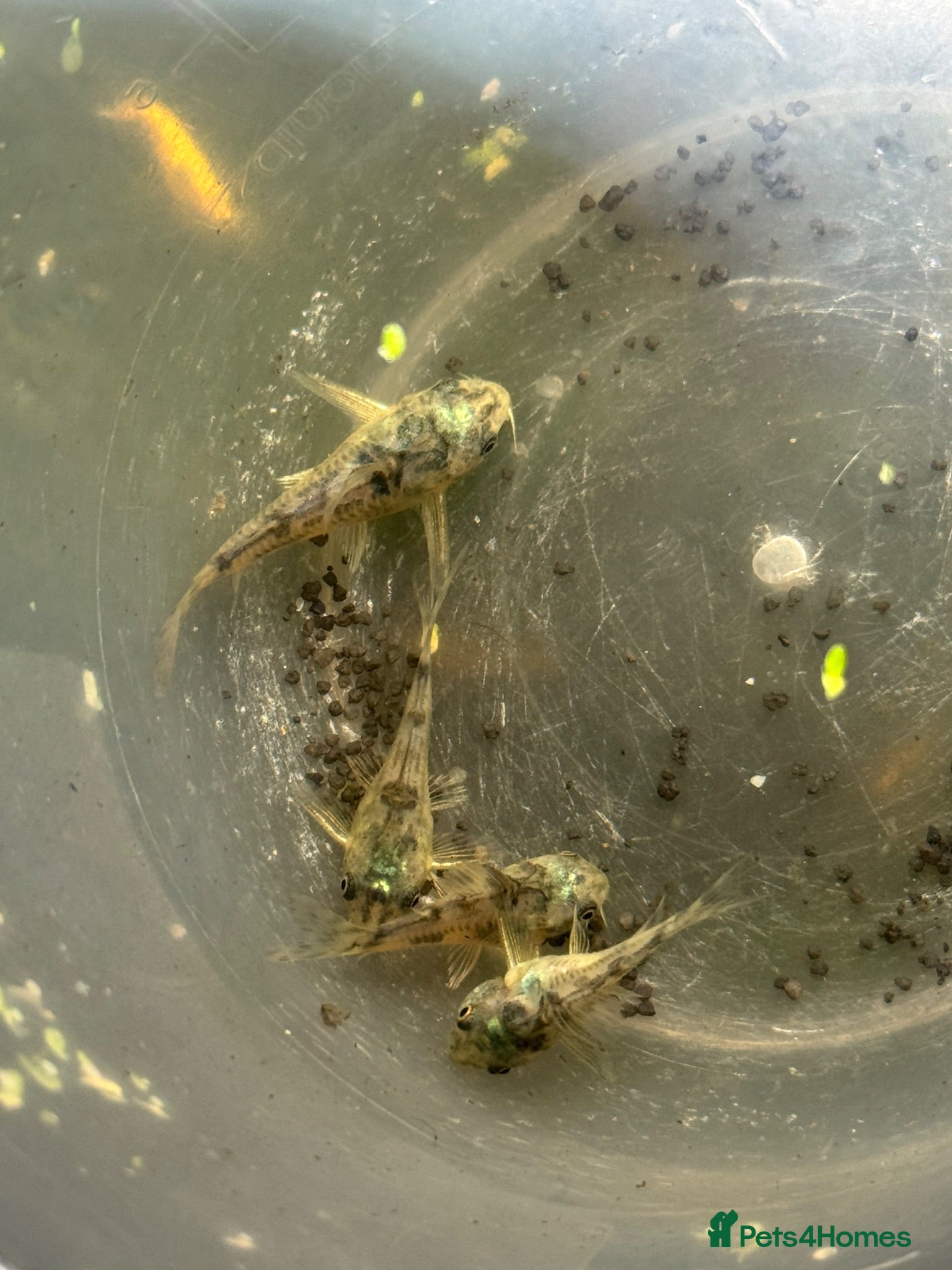 Corys fish 20 Peppered corydoras - Advert 16