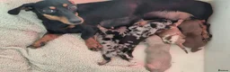 Miniature Dachshund dogs for sale: Miniature Dachshund Puppies - Advert 13