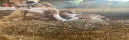 Welsh Collie dogs for sale: Welsh sheepdog puppies for sale  - Advert 2