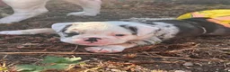 Mixed Breed dogs for sale: Olde English bulldog pups Health tested parents  - Advert 7