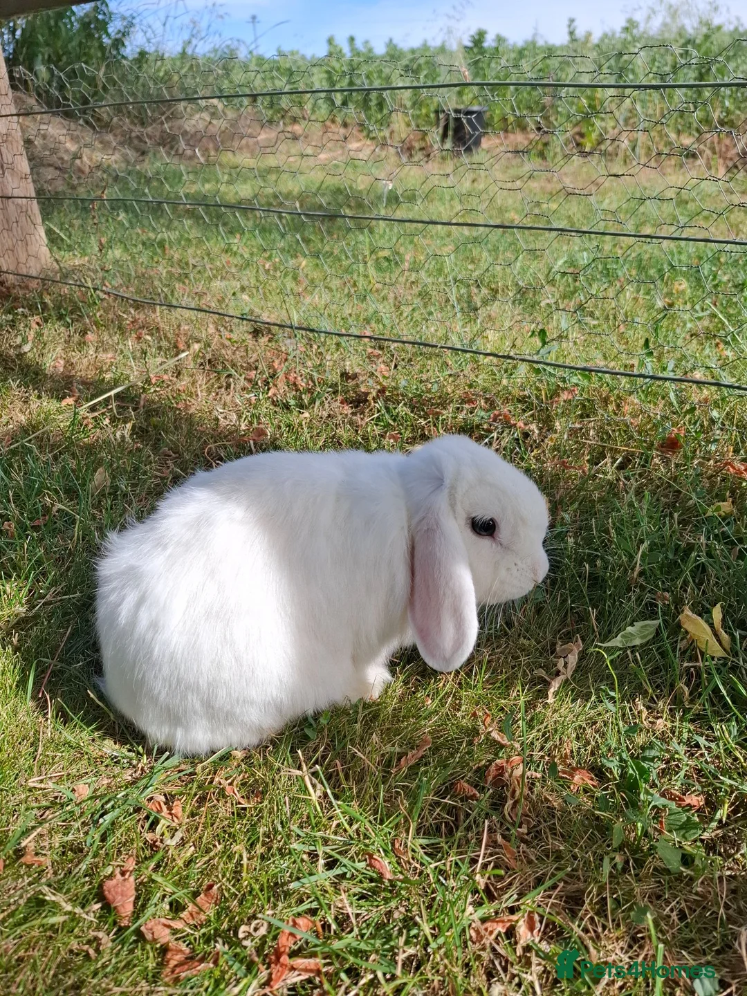 Mini Lop rabbits for sale: Mini Lop Male in Saffron Walden - Advert 1