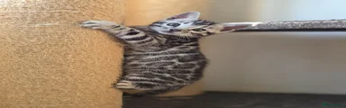 Bengal Kitten 8