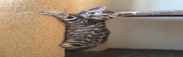 Bengal cats for sale: Gorgeous Health Tested Bengal Kittens  - Advert 11