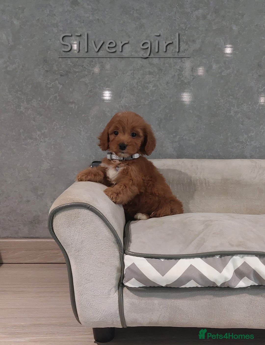 Cavachon dogs for sale: Beautiful Cavapoochon puppies 🥰 - Image 7